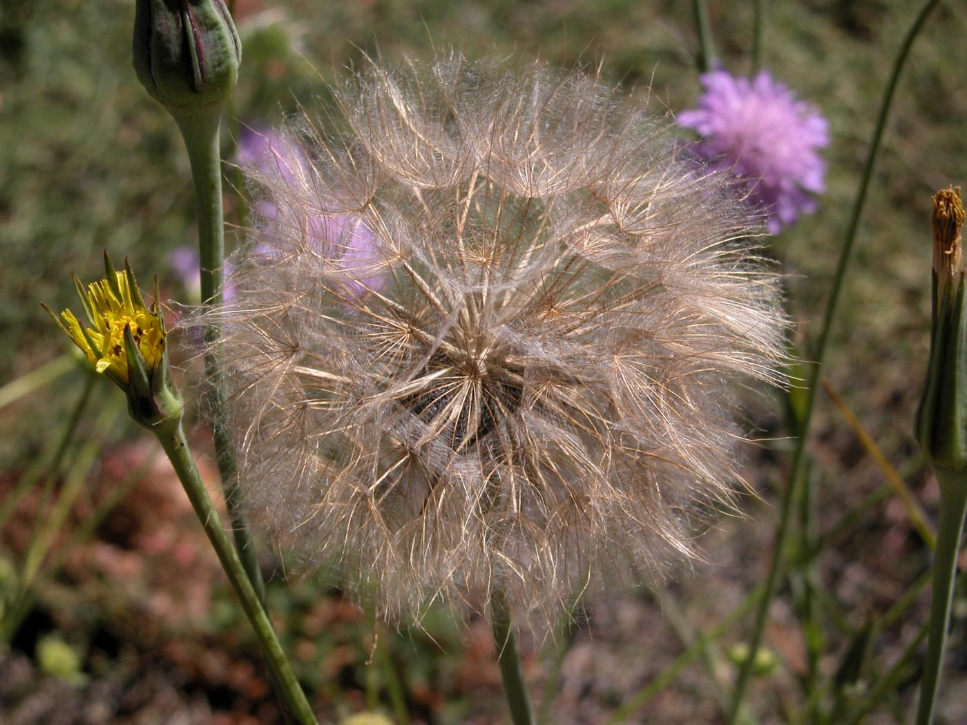 Goat's-Beard fruit